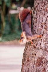 Squirrel coming down from a tree about to jump
