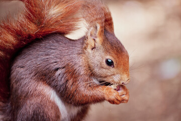 Squirrel eating a nut and holding it with its little paws