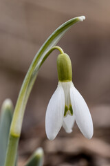 Fototapeta premium One Isolated snowdrop in the garden. White single Galanthus nivalis in close up detail photo . First spring lovely flower. 