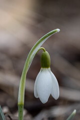 One Isolated snowdrop in the garden. White single Galanthus nivalis in close up detail photo . First spring lovely flower. 
