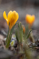 blooming yellow single crocus in spring garden. First flower in spring. Close up detail of yellow bud. 