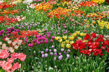 Colorful tulip field in spring, sea of flowers.