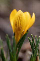 Fototapeta premium blooming yellow single crocus in spring garden. First flower in spring. Close up detail of yellow bud. 