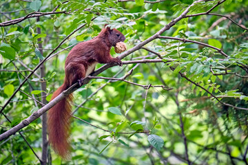 Eurasisches Eichhörnchen ( Sciurus vulgaris ).