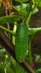 Cucumis sativus fruit or cucumber ready to be harvested in the plantation area