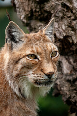 Europese Lynx