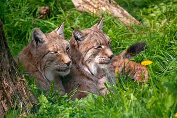 Obraz premium Echtpaar Lynx