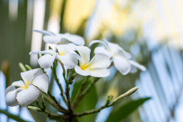 white frangipani flowers in the sunlight. plumeria plant in thailand