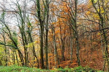 Superbe paysage avec de nombreux arbres colorés sur un chemin de randonnée par une belle journée d'automne