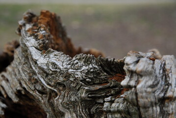 Macro shot of rotting old tree stump