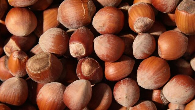 Rotation macro Fresh hazelnut harvest, top view, close up texture background, Organic nuts, rich in nutrients, healthy food diet.