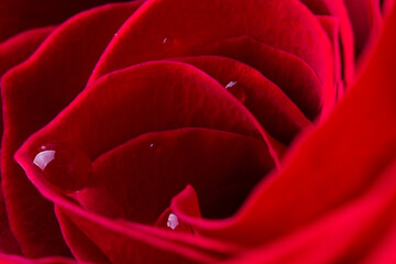 Beautiful red rose flower with water drops closeup. Macrophotography of rose flower head. Natural flower background.