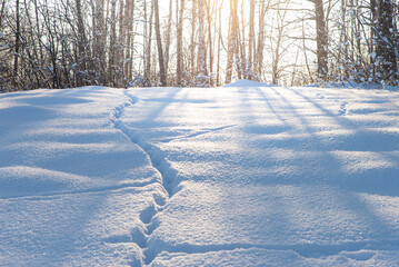 Morning in the winter forest. Traces of animals on loose snow. Sunlight through the trees.