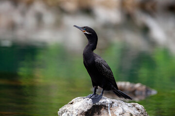 Cormorants. Filmed on the Yucatan Peninsula