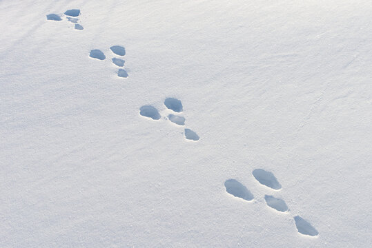 Hare footprints in the snow