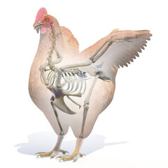 3d rendered illustration of a chickens anatomy - the skeleton