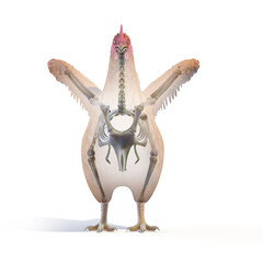 3d rendered illustration of a chickens anatomy - the skeleton