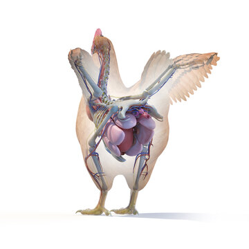 3d rendered illustration of a chickens anatomy