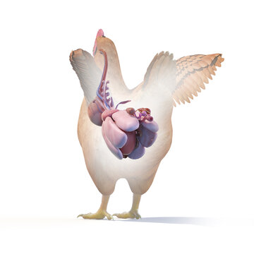3d rendered illustration of a chickens anatomy - the organs