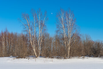 Fototapeta na wymiar Two birches in the foreground. Winter landscape