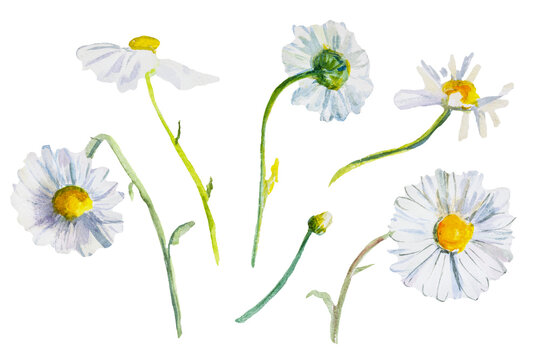Daisies watercolor isolated. White fragile wildflowers, hand-painted with a brush and paints. Author's art postcard, cut-out elements for design. delicate wildflowers in watercolor. Summer concept
