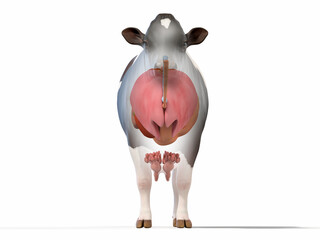 3d rendered illustration of a cows anatomy - the organs