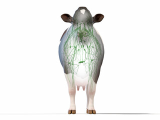 3d rendered illustration of a cows anatomy - the lymphatic system