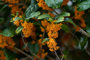 Flower of fragrant olive - Osmanthus fragrans var. aurantiacus - are blooming in JAPAN.