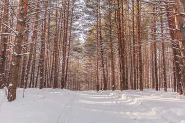 Fototapeta premium A walk through the winter forest. Snow trees and a cross-country ski trail. Beautiful and unusual roads and forest trails. Beautiful winter landscape. The trees stand in a row