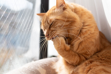 毛繕いをする猫　茶トラ猫
