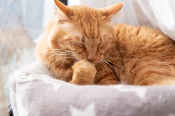 毛繕いをする猫　茶トラ猫