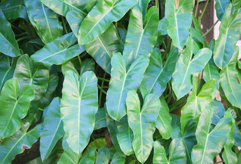 Green foliage group natural in garden background , Philodendron burle-marxii