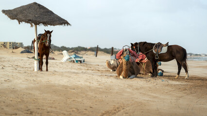 Chevaux et chameaux pour les balades des touristes sur une plage en Tunisie