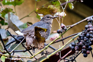 Amsel ( Turdus merula ) oder Schwarzdrosse
