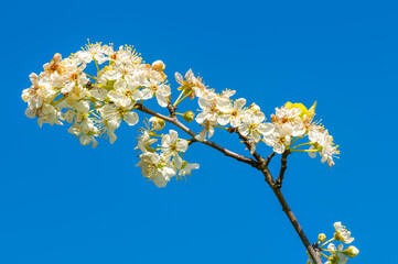 Apple tree branch with flowers isolated on blue sky background. Spring blossom background. High quality photo.