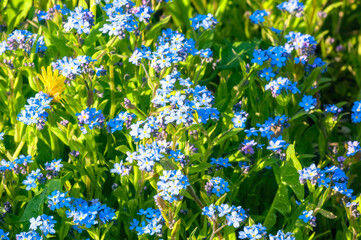 Little blue forget-me-not flowers in the sun on spring meadow. Spring blossom background.