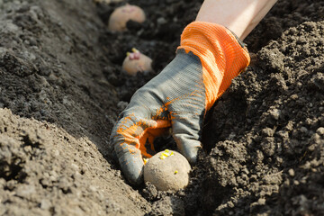Gardener puts potatoes in the ground