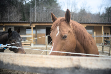 portrait of a horse