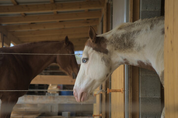 horse in stable