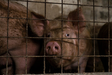 A sad look of a pig behind bars in a barn. Eye detail. The topic of animal cruelty.