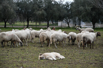 Obraz na płótnie Canvas A flock of sheep grazing on a farm in southern Italy.
