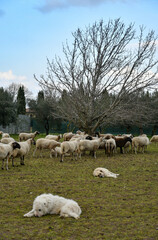 Fototapeta na wymiar A flock of sheep grazing on a farm in southern Italy.