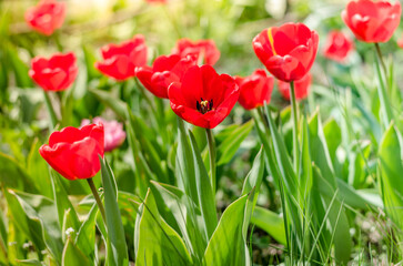 Obraz premium Abundance of red tulips in the meadow.