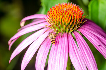 Striped fly sits on an echinacea flower.