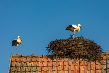 Two storks nesting on tiled roof