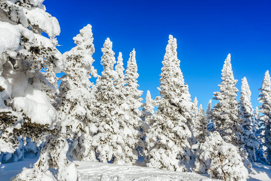 Snow covered spruce trees with blue sky in background, Sheregesh, Russia