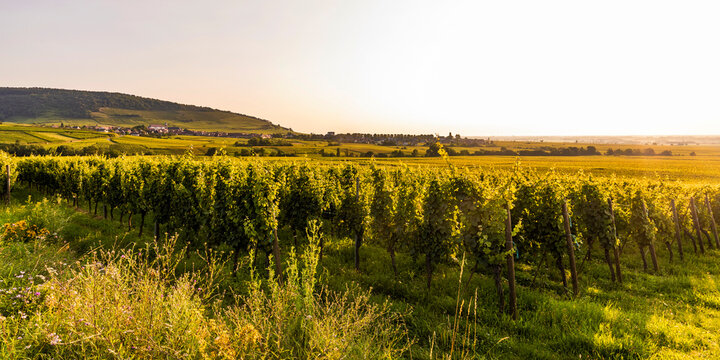 France, Alsace, Saint-Hippolyte, Green vineyard at summer dusk