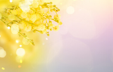 Obraz na płótnie Canvas French mimosa flowers