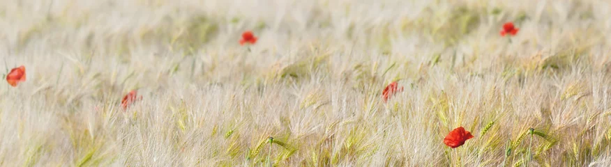 Gordijnen  beautiful red poppy blooming in a cereal field © coco