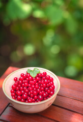 Red currant in the pot in the garden